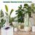 Automatic Plant Water Timer, Watering System Indoor, Drip Irrigation System with Timer for N Potted Plants, Suitable for House Garden Balcony Office, Battery Powered, with No-Water or Low-Battery Alarms Automatic Plant Water Timer, Watering System Indoor, Drip Irrigation System with Timer for N Potted Plants, Suitable for House Garden Balcony Office, Battery Powered, with No-Water or Low-Battery Alarms