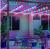 LED Smart Outdoor String Lights (IP65 Waterproof,Outdoor Use,49.21FT/15 Meters) , RGBIC Color Changing Lights with 15 Dimmable LED Bulbs, Warm White Lights with Multiple Scenes for Patio, Backyard, App Control